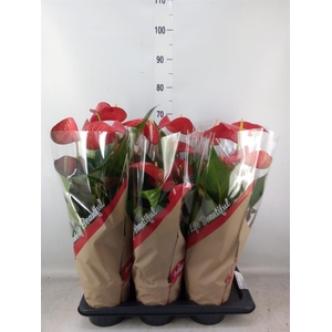 Anthurium andr. 'Red Bull'