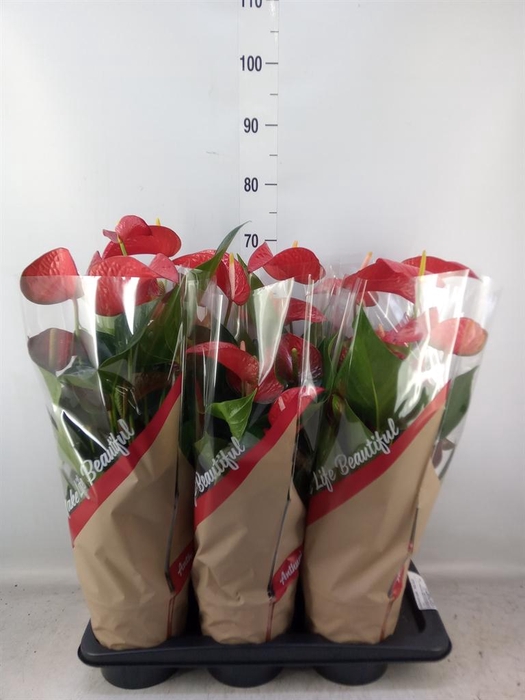 <h4>Anthurium andr. 'Red Bull'</h4>