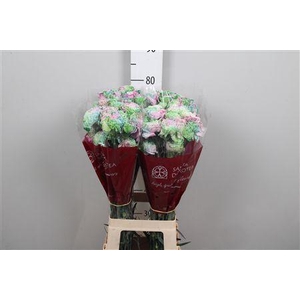 Di St Rainbow Special