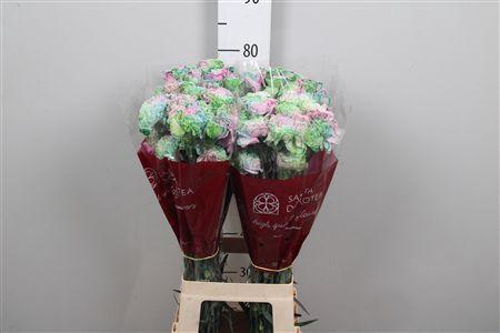 <h4>Di St Rainbow Special</h4>