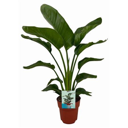 <h4>Strelitzia Nicolai</h4>