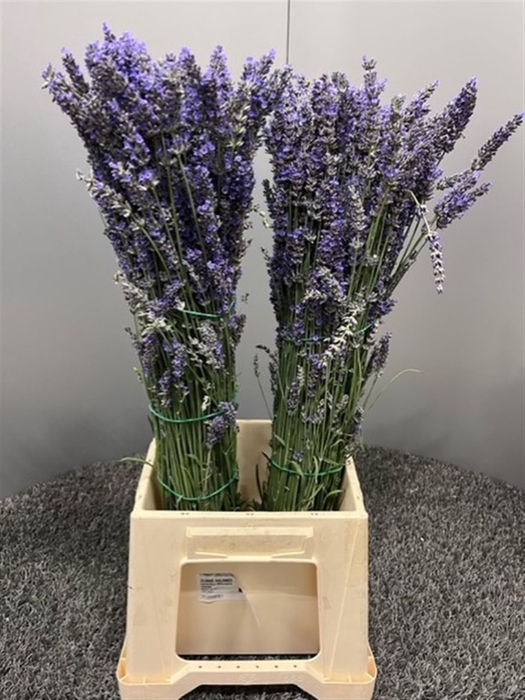 <h4>Lavandula Per Bos</h4>