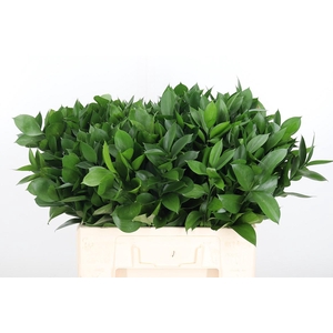 Ruscus