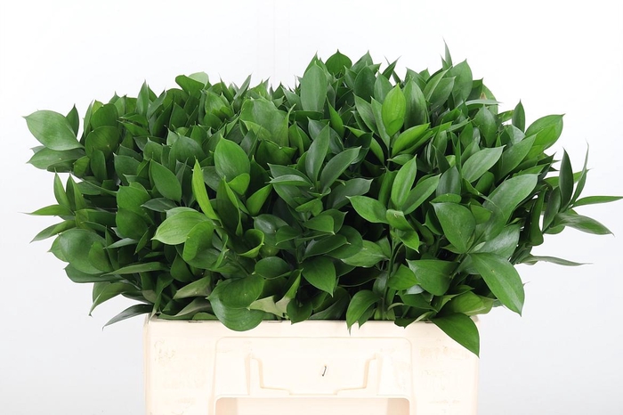 <h4>Ruscus</h4>