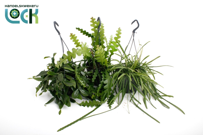 <h4>Rhipsalis hang mix</h4>