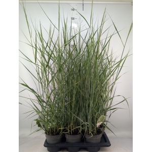 Panicum virgatum