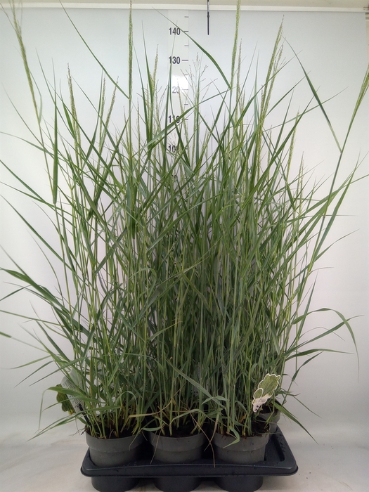 <h4>Panicum virgatum</h4>