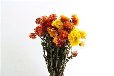 <h4>Dried Helichrysum Orange Bunch</h4>