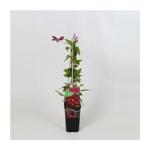 <h4>Clematis Rouge Cardinal</h4>