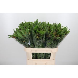 Alstroemeria Dancing Queen 85 Gram