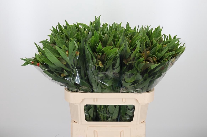 <h4>Alstroemeria Dancing Queen 85 Gram</h4>