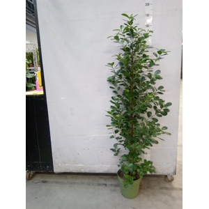 Ficus microcarpa 'Moclame'