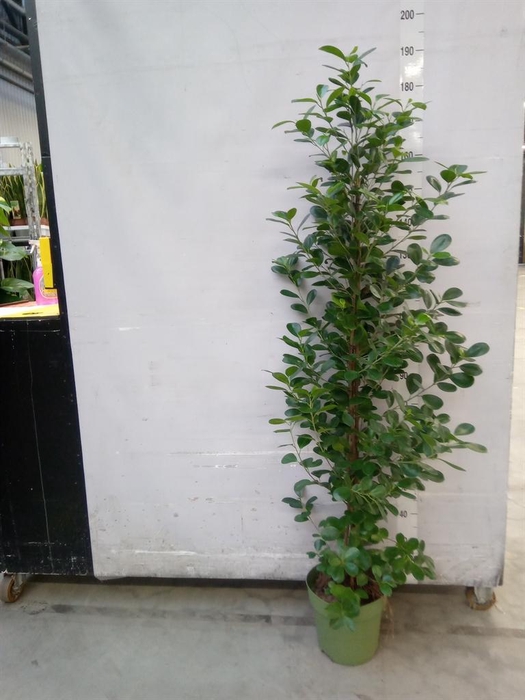 <h4>Ficus microcarpa 'Moclame'</h4>
