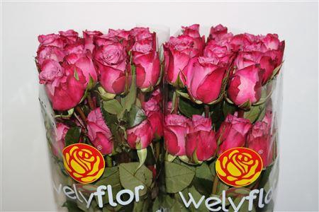 <h4>R GR MOODY BLUES</h4>