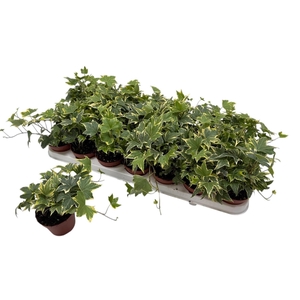 HED HE YELLOW RIPPLE