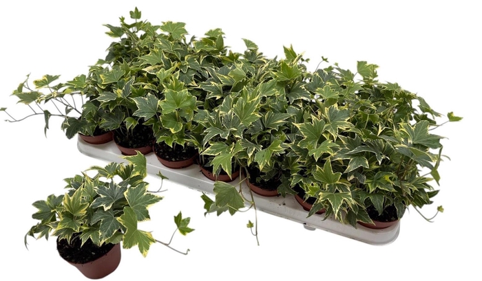 <h4>HED HE YELLOW RIPPLE</h4>