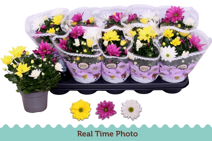 <h4>CHRYS GEM IN POT</h4>