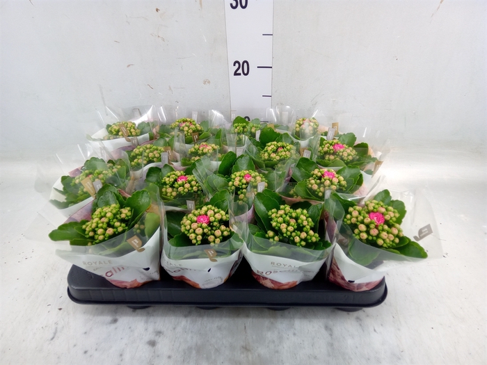 <h4>Kalanchoe blos. 'RosDon Nando'</h4>