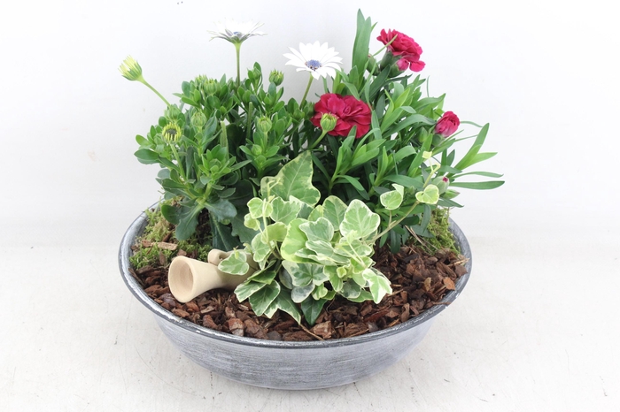 <h4>arr4 Outdoor PL - Zink antiek schaal Los</h4>