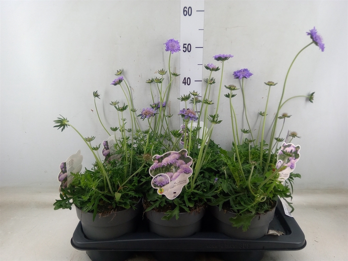 <h4>Scabiosa columb. 'Butterfly Blue'</h4>