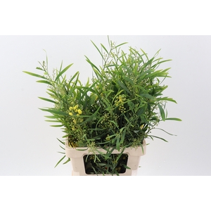 Acacia Baileya Bl Bs