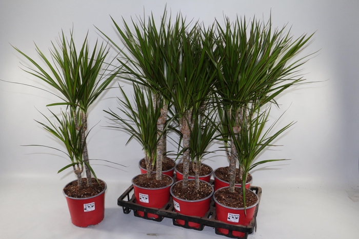 <h4>DRA MARGINATA</h4>