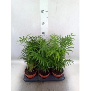 Chamaedorea elegans