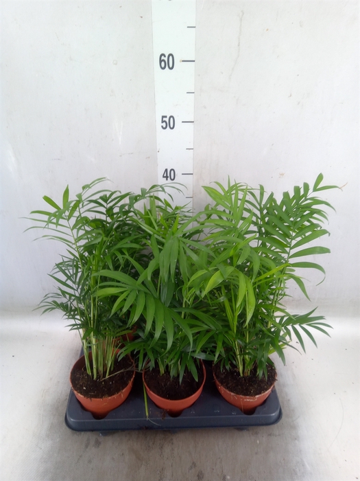 <h4>Chamaedorea elegans</h4>