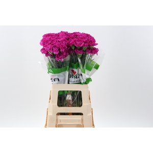 Di St Fuchsia