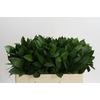 Ruscus Hypophyllum