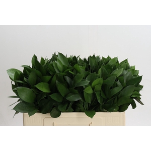 Ruscus Hypophyllum