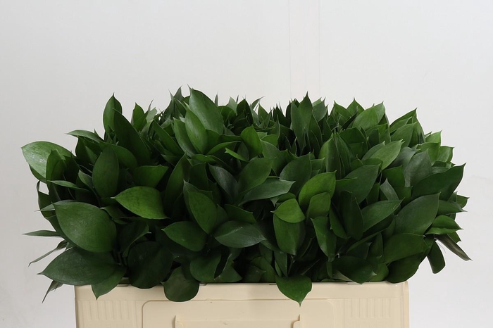 <h4>Ruscus Hypophyllum</h4>