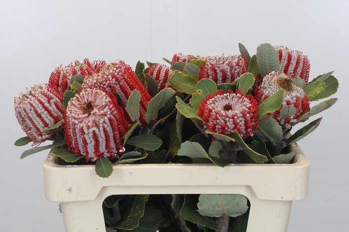 <h4>Banksia Coccinea</h4>