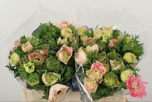 <h4>ANEM CO CARILL PINK</h4>