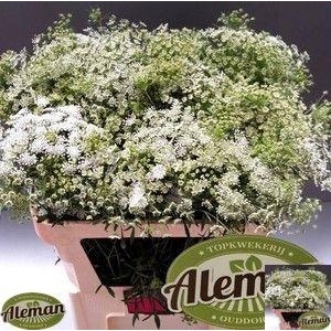 AMMI MAJUS GRACELAND