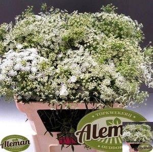 <h4>AMMI MAJUS GRACELAND</h4>