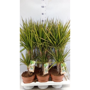 Dracaena marg. 'Sunray'