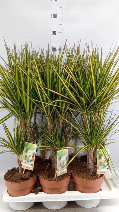 <h4>Dracaena marg. 'Sunray'</h4>