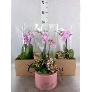 Arr.  Phalaenopsis H%