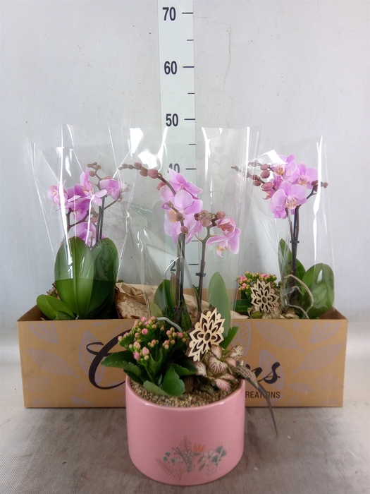 <h4>Arr.  Phalaenopsis H%</h4>