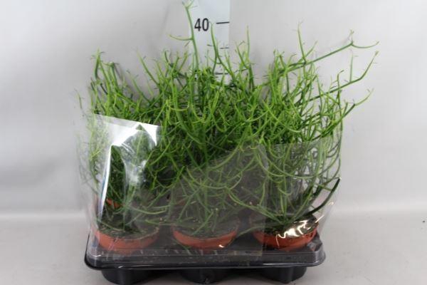 <h4>Euphorbia tirucalli</h4>