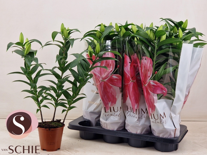 <h4>LIL OR OXYGEN</h4>