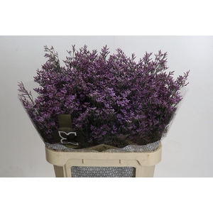 Limonium ov Piuma Sky