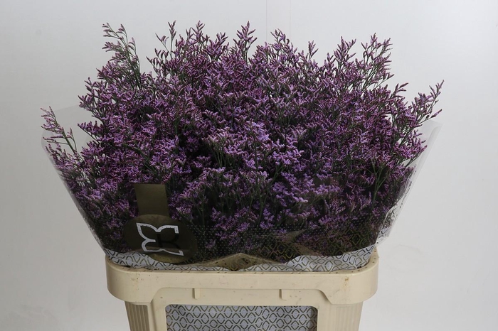Limonium ov Piuma Sky