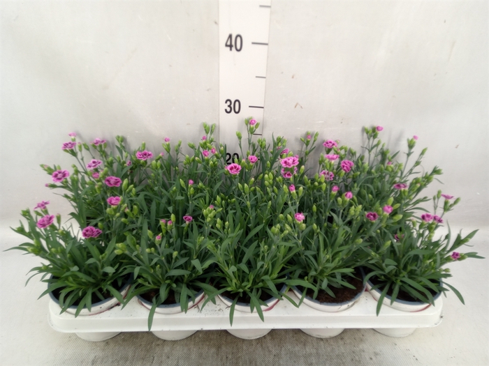 <h4>Dianthus  'Pink Kisses'</h4>