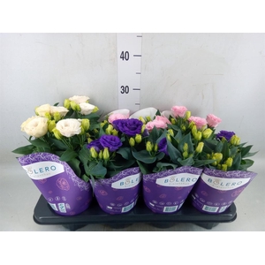 Eustoma russ. DU 'Julietta'  ...mix