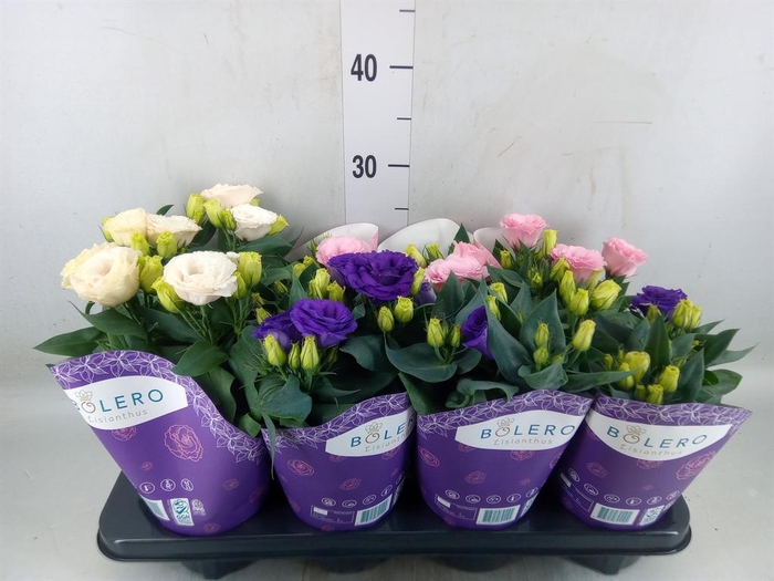 <h4>Eustoma russ. DU 'Julietta'  ...mix</h4>