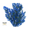 Dried Bleached Asparagus Retrofractus Smash Color