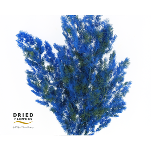 Dried Bleached Asparagus Retrofractus Smash Color