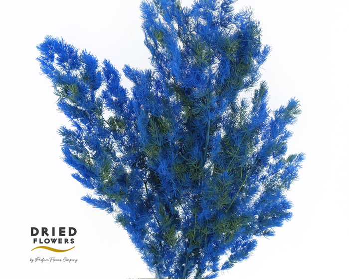 <h4>Dried Bleached Asparagus Retrofractus Smash Color</h4>